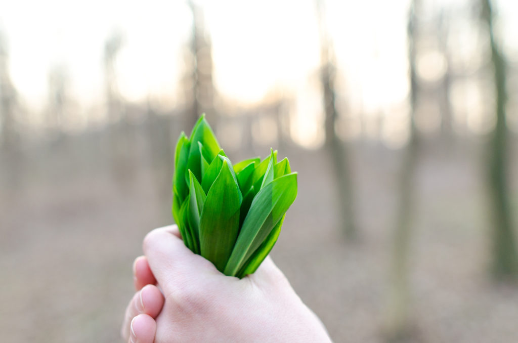 Holding fresh bear garlic